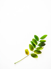 green leaves on white background