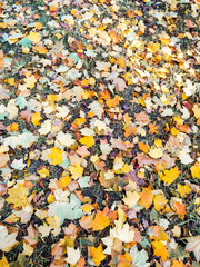 jesienne liście w parku