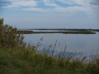 Passeggiando tra natura e bellezze. Valli di Comacchio