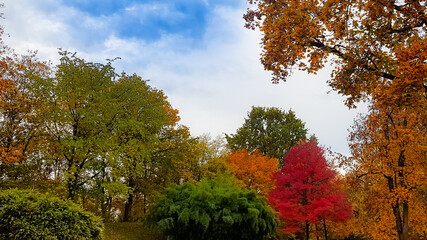 Fototapeta premium The colourful trees in the autumn