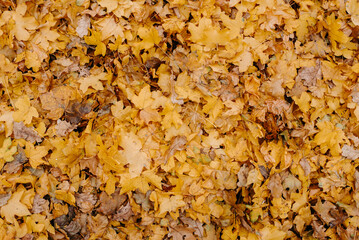 autumn leaves background