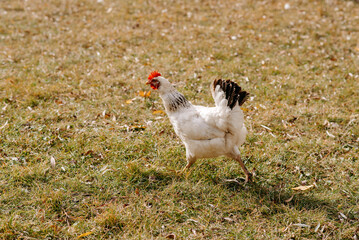 a white hen runs on the grass