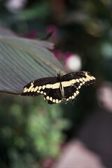 Autosave-File vom d-lab2/3 der AgfaPhoto GmbH