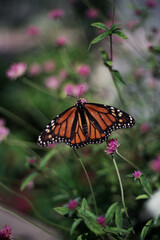 Autosave-File vom d-lab2/3 der AgfaPhoto GmbH