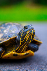 The Turtle That's Turtly Enough For The Turtle Club Got Rescued