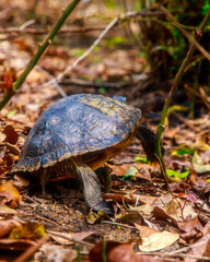 The Turtle That's Turtly Enough For The Turtle Club