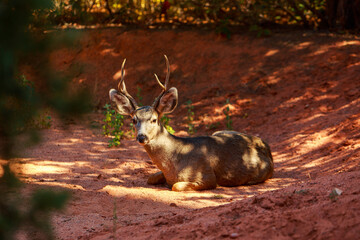 A Buck Gives the Gentlest Greeting In Colorado 2