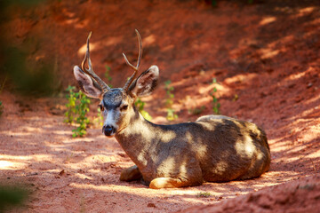 A Buck Gives the Gentlest Greeting In Colorado 1