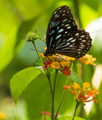 Papillon noir et bleu sur fleur jaune orange