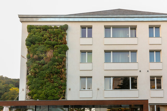Beispiel einer gelungenen Fassadenbegrünung an einem modernen Haus
