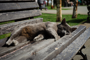 cat on the bench