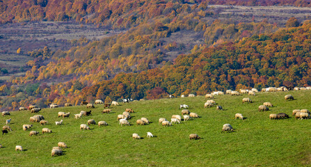 a flock of sheep in a field near the forest in autumn