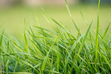 Beautiful close-up shot of vibrant coloured grass