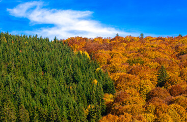 A forest in two colors in autumn