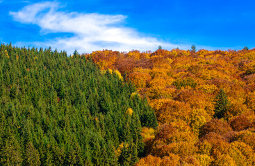 Fototapeta premium A forest in two colors in autumn