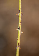 a close-up with a thorny rosehip stem
