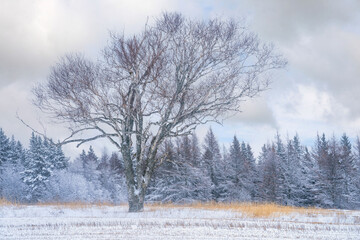 Obraz na płótnie Canvas Leafless tree in a rural farm landscape.