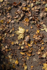 Dry autumn foliage on a walking trail