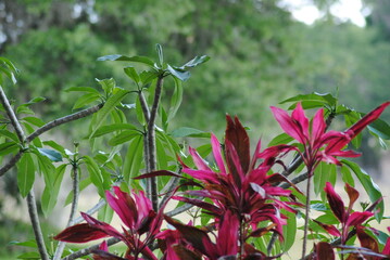 Hawaiian Ti and Plumeria plants