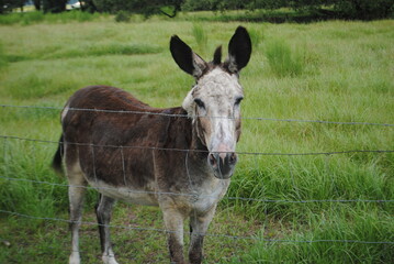 Brown Donkey