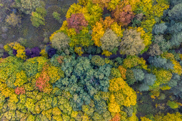 Hungary - Trees in autumn colors from topdown drone shot
