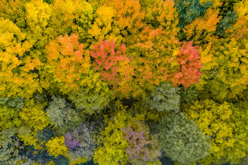 Hungary - Trees in autumn colors from topdown drone shot