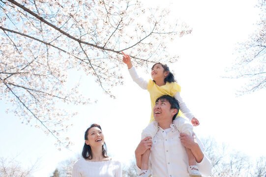 桜と娘を肩車する父と母