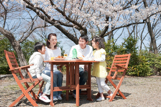 桜の樹の下で花見をする四人家族