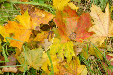 colored red and yellow autumn leaves background