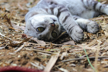 Close-up view of a striped wild cat lying down on the ground is looking at the camera in the woods