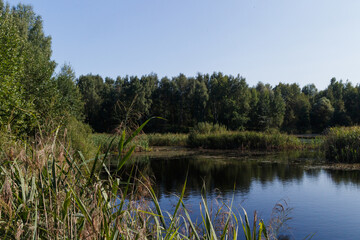 Fototapeta na wymiar Lake in Moscow oblast, central Russia. Sunny day in summer. Thickets of reeds