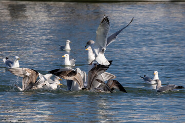 Flock of seagulls fight for food on the river