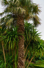 Obraz na płótnie Canvas great example of the Chinese windmill palm aka windmill or Chusan palm (Trachycarpus fortunei) a species of hardy evergreen palm tree 