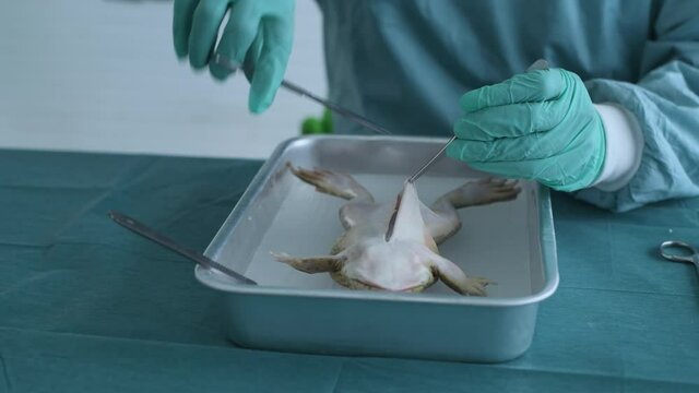 Education concept of 4k Resolution. Researchers are dissecting frogs in a lab.
