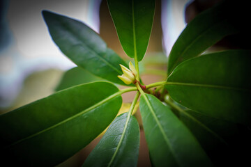 close up of a young bud on a great laurel (Rhododendron maximum) aka great, rosebay, American and...