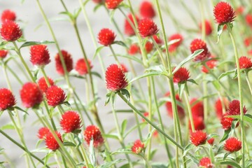 Gomphrena haageana flowers. Amaranthaceae annual plants. The flowering season is from July to...