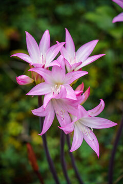close-up of beautiful Amarcrinum x pink flowers (genera x Amaryllis and Crinum) in full bloom