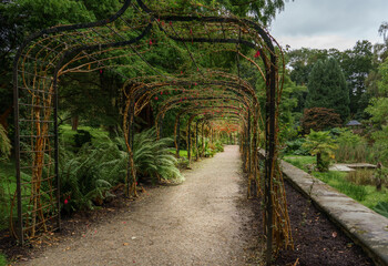 an arched walkway covered by fuchsia in autumn