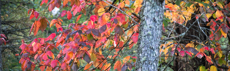 バナーサイズに切り抜いた秋のカラマツ林の風景 