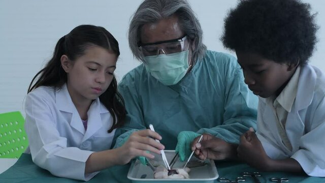 Education concept of 4k Resolution. Researchers are dissecting frogs in a lab.