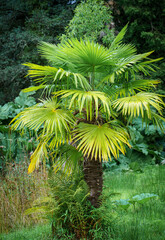 close up of a Chinese windmill palm aka windmill or Chusan palm (Trachycarpus fortunei) a species of hardy evergreen palm tree 