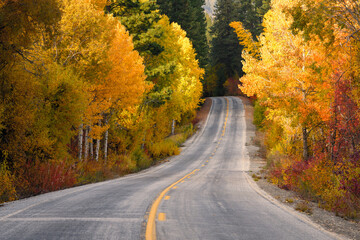 Obraz premium A country road in the Washington Cascades passes between bright fall colored trees with a highway yellow dividing line