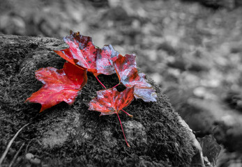 A group of four bright red Autumn-coloured maple leaves rests on a large rock on the forest floor in Bruce's Caves Conservation Area near Wiarton, Ontario, in selective colour.