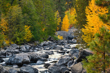 Trees in fall colors line Icicle Creek in the Washington Cascades as the water passes large boulders in the creek bed