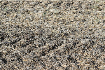 Dry Ground
