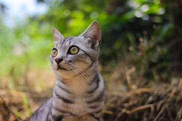 Close-up view of a watchful striped wild cat with beautiful eyes sitting down on the ground is looking around in the woods