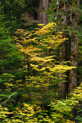 A deciduous tree turns yellow and red in a dark part of a coniferous forest in the Washington Cascades