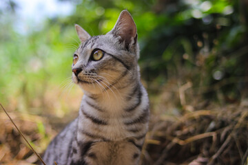 Close-up view of a watchful striped wild cat with beautiful eyes sitting down on the ground is looking around in the woods