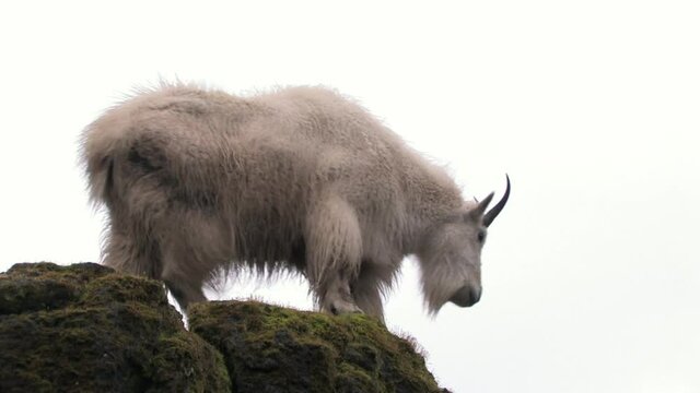 Mountain goat leaping across rocks low angle