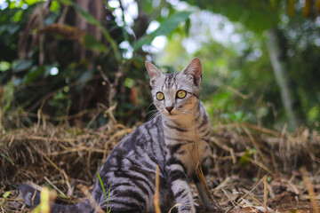 Close-up view of a curious striped wild cat with blurred background sitting down on the ground is looking at to the camera in the woods